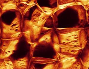 A scanning laser confocal microscope video in 3D showing the defined cell wall structure of raw carrot. (Video: Sofia Oeseth)